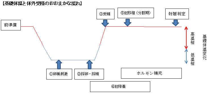 体外受精流れ編集後.png