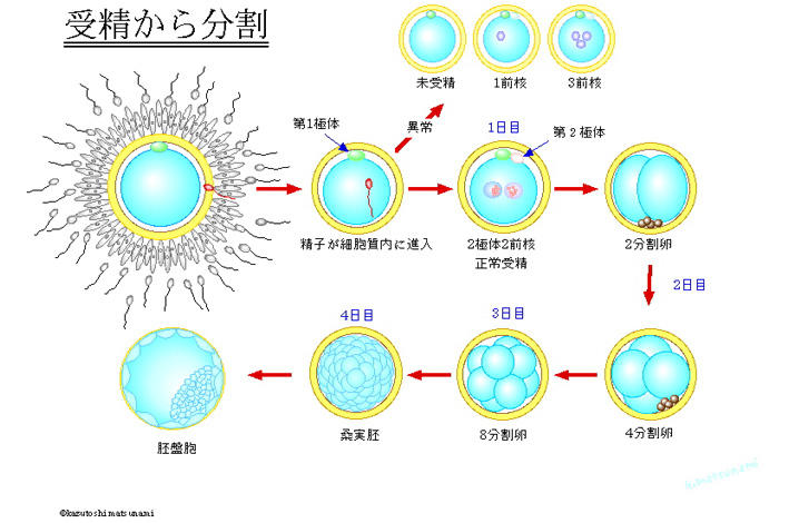 10受精-分割 図ⅵ.JPG