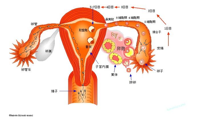 図Ⅱ　卵の成長の図　健康講話.jpg